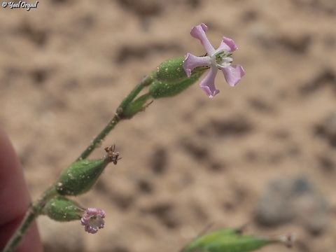 Silene macrodonta  Geotagged,Israel,Silene macrodonta,Winter