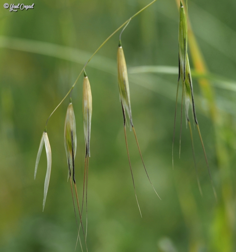 Avena clauda the full story is here:<br />
<figure class="photo"><a href="https://www.jungledragon.com/image/159106/avena_clauda.html" title="Avena clauda"><img src="https://s3.amazonaws.com/media.jungledragon.com/images/3519/159106_thumb.JPG?AWSAccessKeyId=05GMT0V3GWVNE7GGM1R2&Expires=1759968010&Signature=j7BJ%2BFCzWz9FnA0idA%2BOaOcGJVU%3D" width="200" height="104" alt="Avena clauda in a field of about 50,000 square meters full of olive trees and Avena sativa, we were told someone found the very rare and endangered Avena clauda... so we searched. <br />
after a l..o..n..g time, I found it!!!! first time I get excited over a grass (of the Poaceae)... <br />
its distinguishing characteristic is the glumes - one is about half the length of the other. <br />
the full plant is here:<br />
https://www.jungledragon.com/image/159105/avena_clauda.html Avena clauda,Israel,spring" /></a></figure> Avena clauda,Geotagged,Israel,Spring