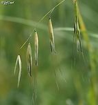 Avena clauda the full story is here:<br />
https://www.jungledragon.com/image/159106/avena_clauda.html Avena clauda,Geotagged,Israel,Spring