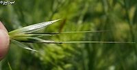 Avena clauda in a field of about 50,000 square meters full of olive trees and Avena sativa, we were told someone found the very rare and endangered Avena clauda... so we searched. <br />
after a l..o..n..g time, I found it!!!! first time I get excited over a grass (of the Poaceae)... <br />
its distinguishing characteristic is the glumes - one is about half the length of the other. <br />
the full plant is here:<br />
https://www.jungledragon.com/image/159105/avena_clauda.html Avena clauda,Israel,spring