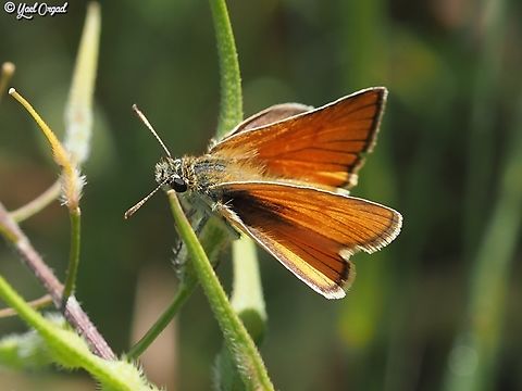 Thymelicus sylvestris ssp. syriaca  Geotagged,Israel,Small skipper,Spring,Thymelicus sylvestris