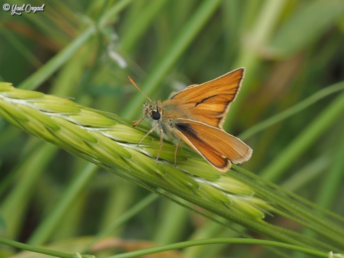 Thymelicus sylvestris ssp. syriaca  Geotagged,Israel,Small skipper,Spring,Thymelicus sylvestris
