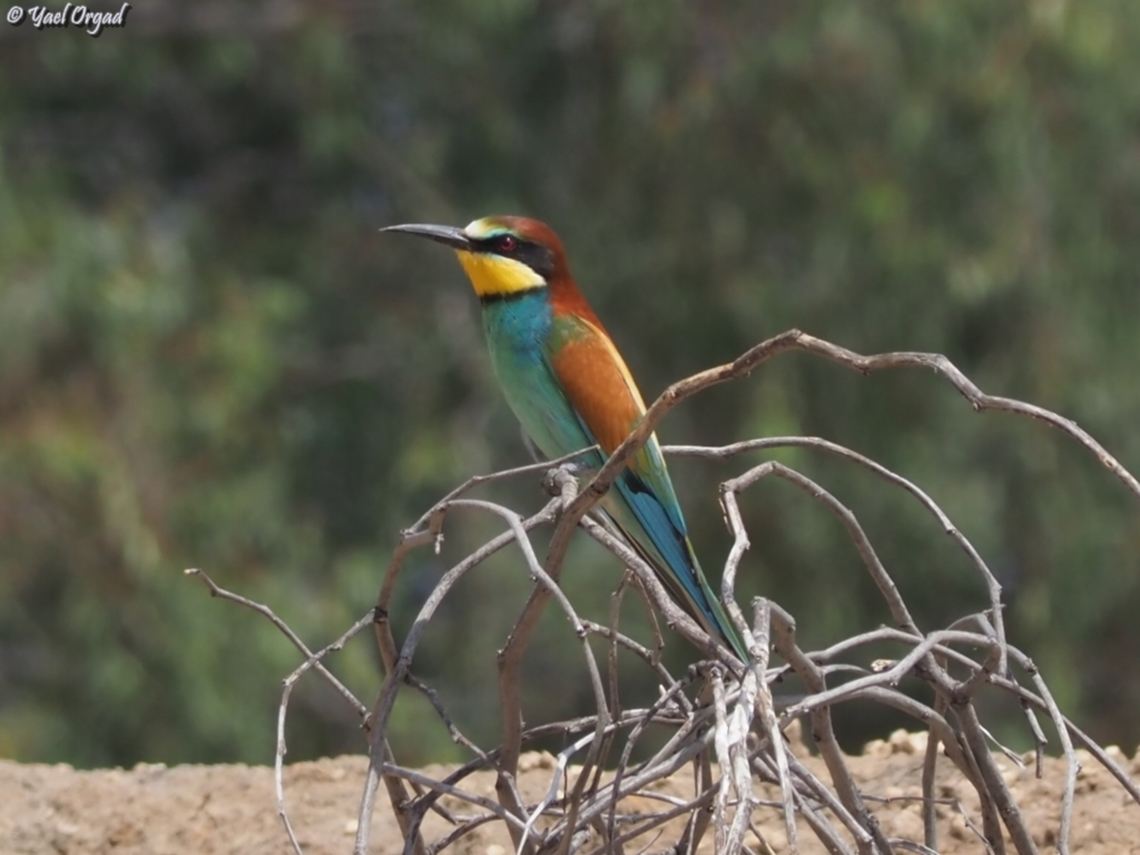 Bee-Eater  European bee-eater,Geotagged,Israel,Merops apiaster,Spring