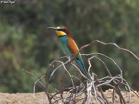 Bee-Eater  European bee-eater,Geotagged,Israel,Merops apiaster,Spring