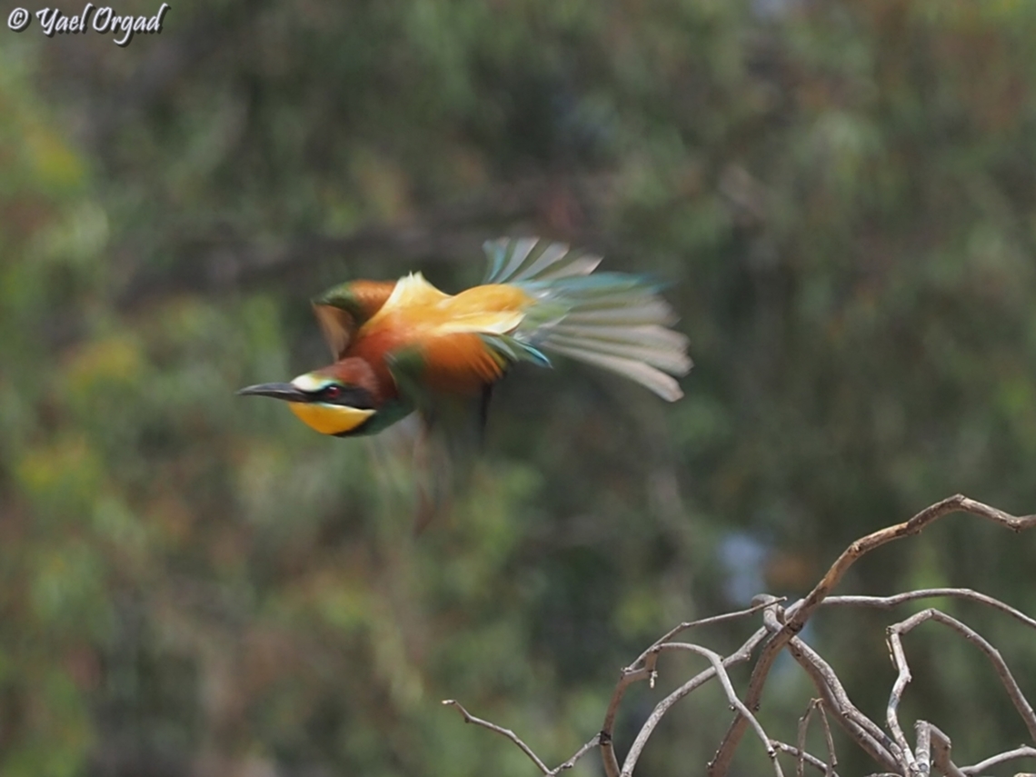 Merops apiaster  European bee-eater,Geotagged,Israel,Merops apiaster,Spring