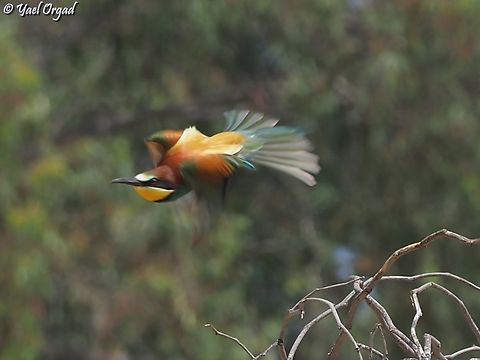 Merops apiaster  European bee-eater,Geotagged,Israel,Merops apiaster,Spring