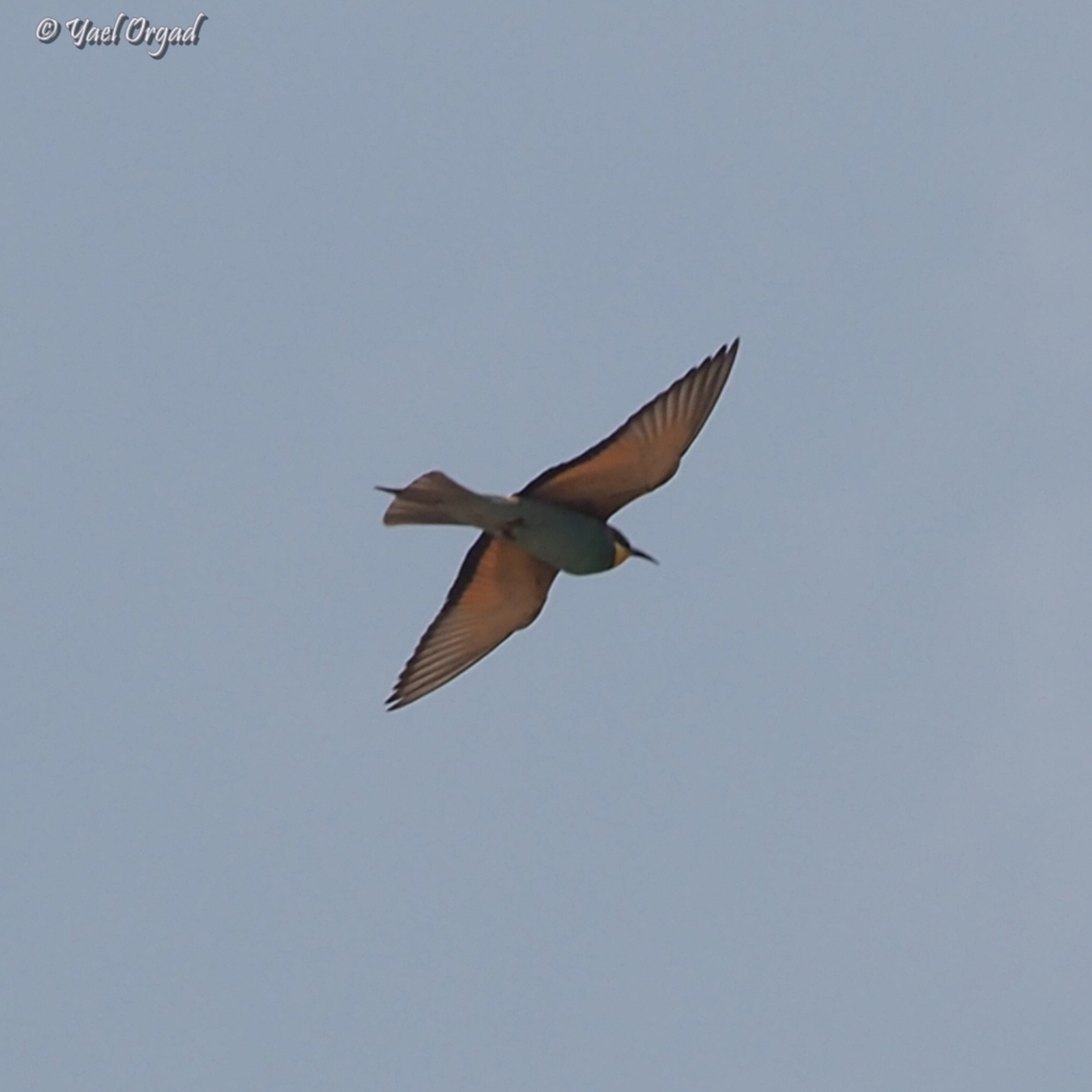 Merops apiaster  European bee-eater,Geotagged,Israel,Merops apiaster,Spring