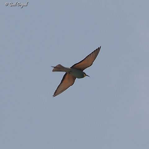 Merops apiaster  European bee-eater,Geotagged,Israel,Merops apiaster,Spring
