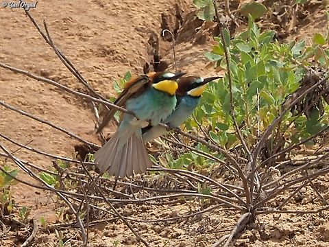 courting couple the male kept flying up, catching insects and bringing them to his lovely bride. European bee-eater,Geotagged,Israel,Merops apiaster,Spring