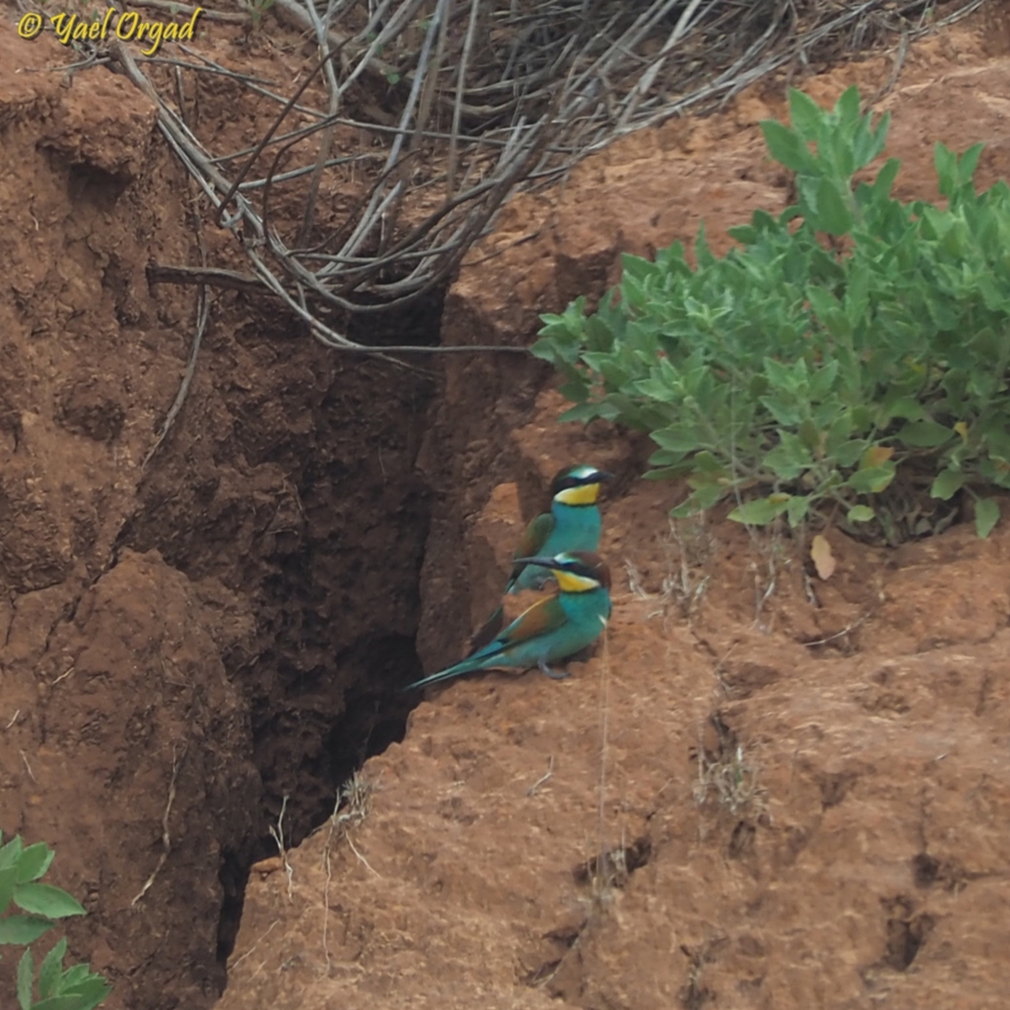 getting ready to nest  European bee-eater,Geotagged,Israel,Merops apiaster,Spring