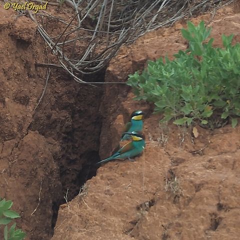getting ready to nest  European bee-eater,Geotagged,Israel,Merops apiaster,Spring