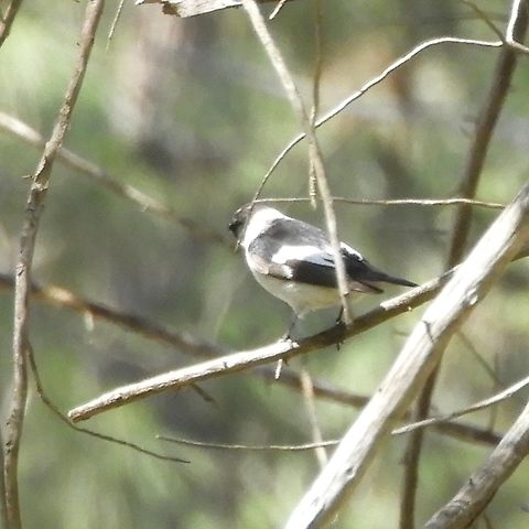Ficedula albicollis  Collared flycatcher,Ficedula albicollis,Geotagged,Israel,Spring