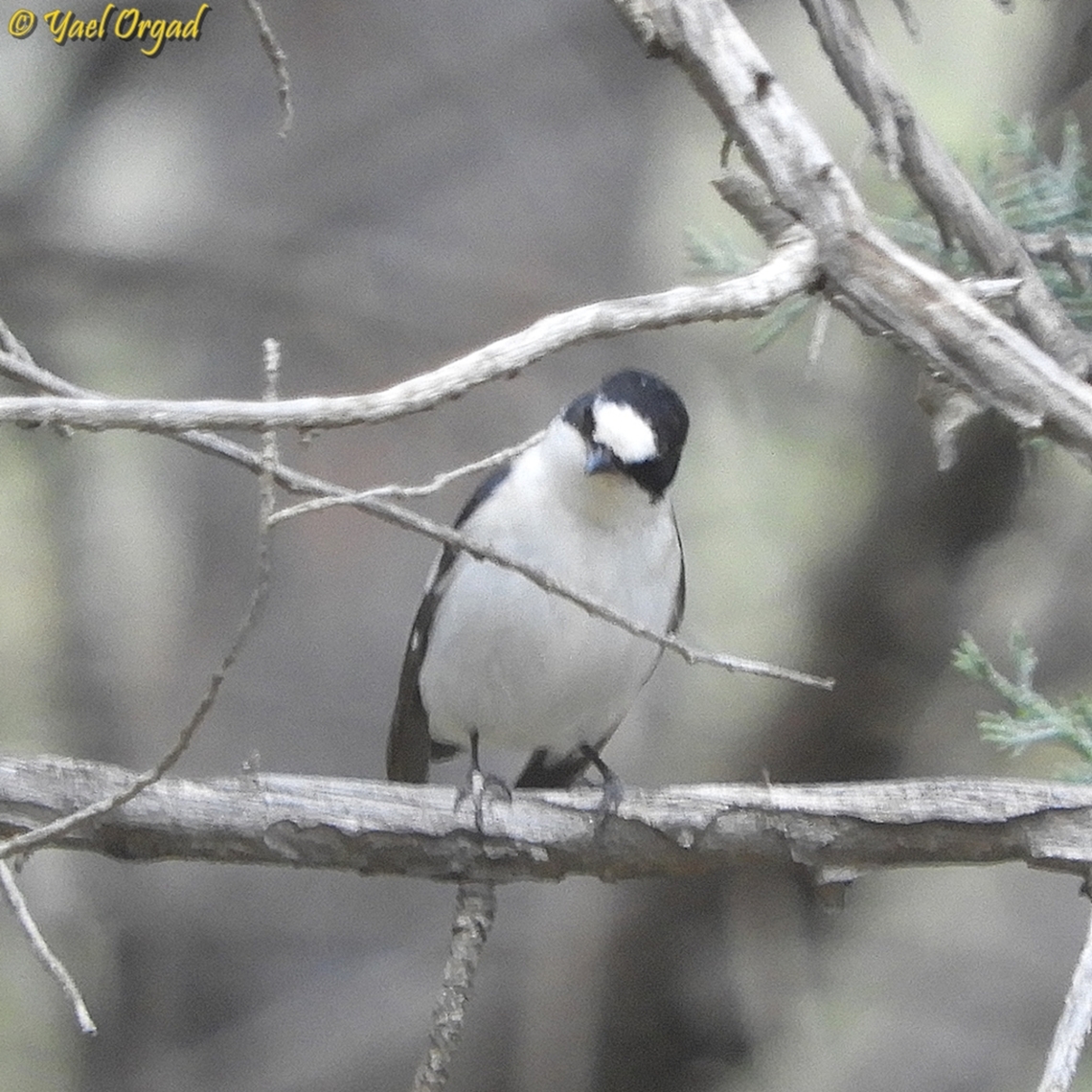 Ficedula albicollis  Collared flycatcher,Ficedula albicollis,Geotagged,Israel,Spring