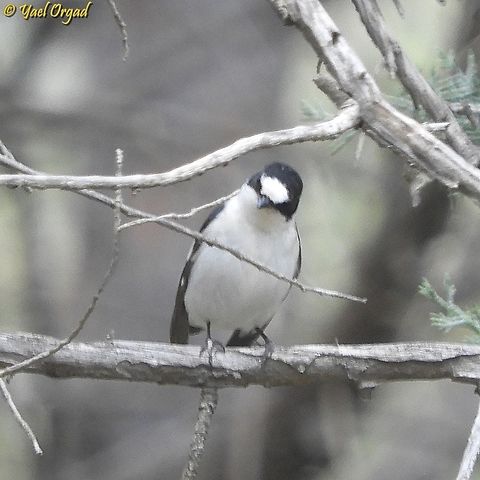 Ficedula albicollis  Collared flycatcher,Ficedula albicollis,Geotagged,Israel,Spring