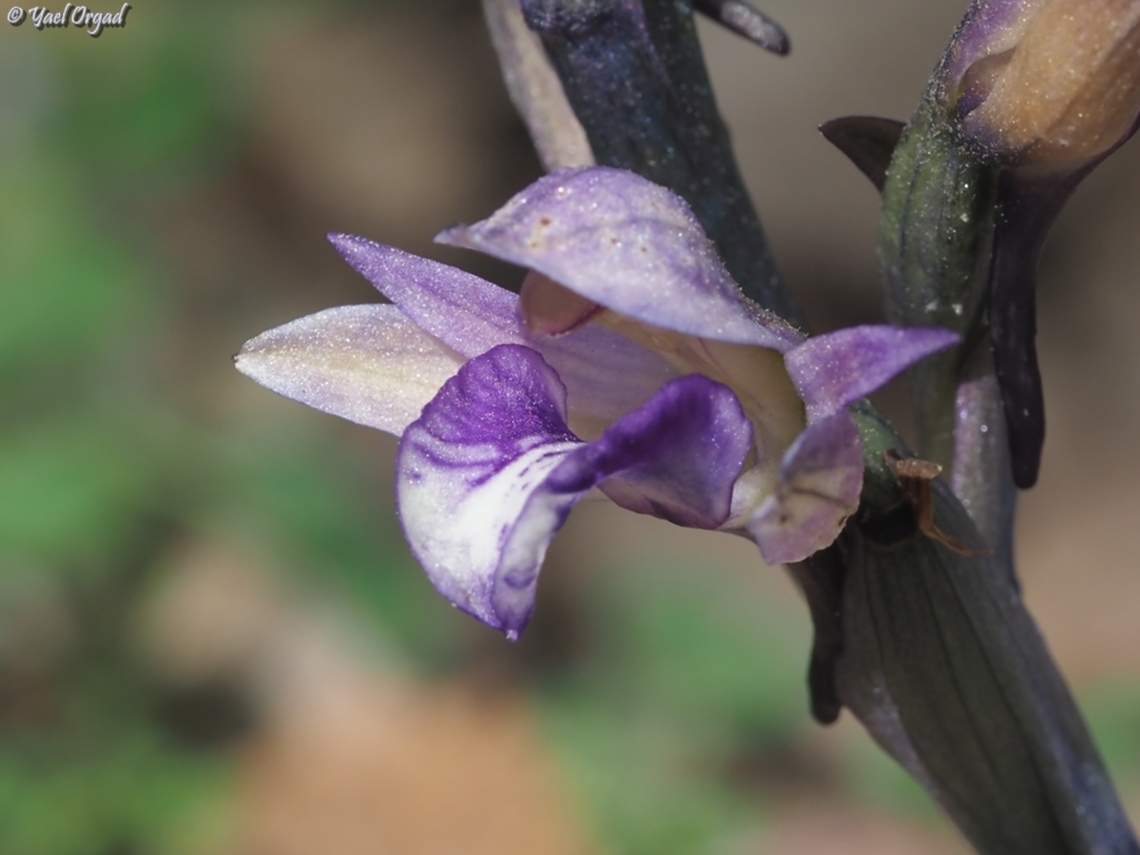 Limodorum abortivum  Geotagged,Israel,Limodorum abortivum,Violet Limodore,Winter