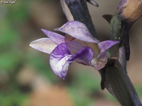 Limodorum abortivum  Geotagged,Israel,Limodorum abortivum,Violet Limodore,Winter