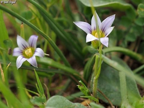 Romulea columnae  Dark veined Romulea,Geotagged,Israel,Romulea columnae,Winter