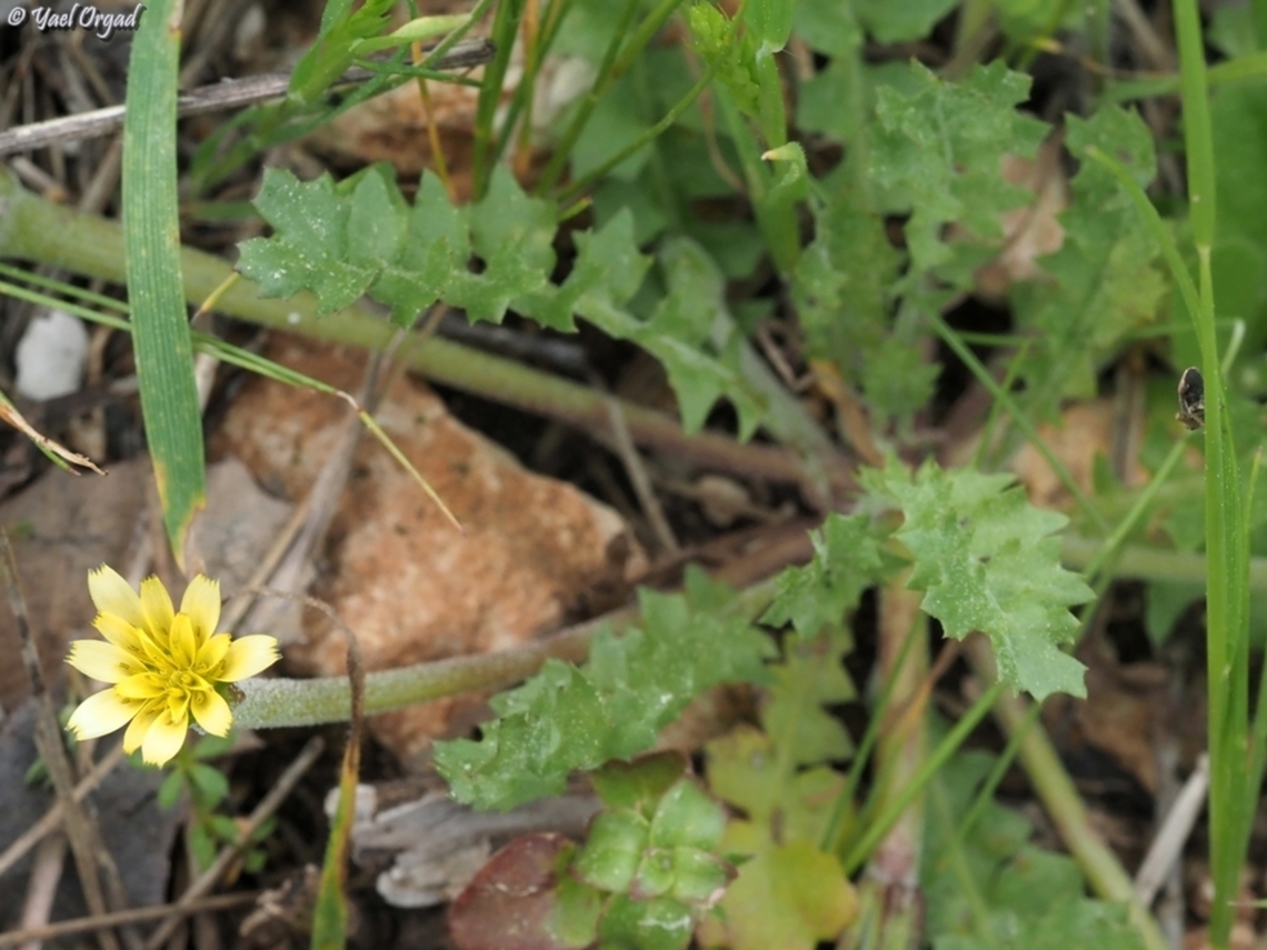 Hyoseris scabra  Geotagged,Hyoseris scabra,Israel,Winter