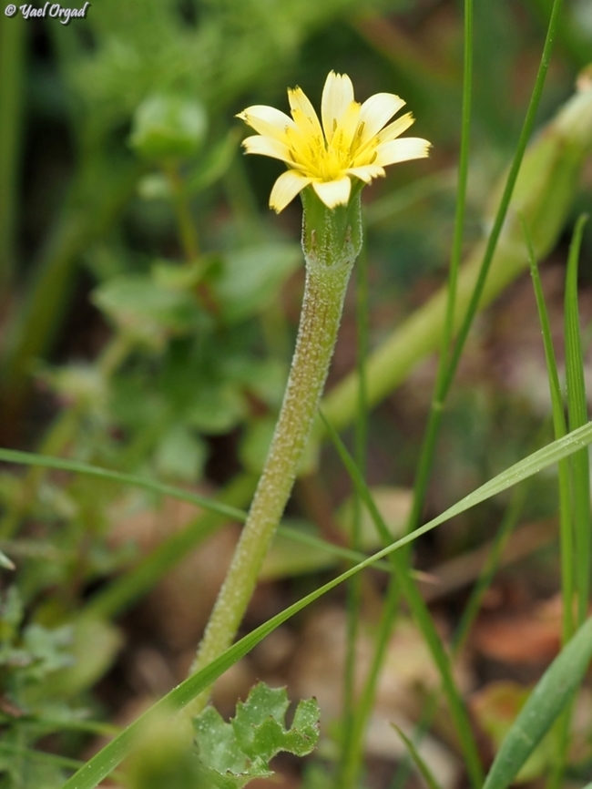 Hyoseris scabra  Geotagged,Hyoseris scabra,Israel,Winter
