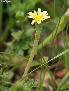Hyoseris scabra  Geotagged,Hyoseris scabra,Israel,Winter