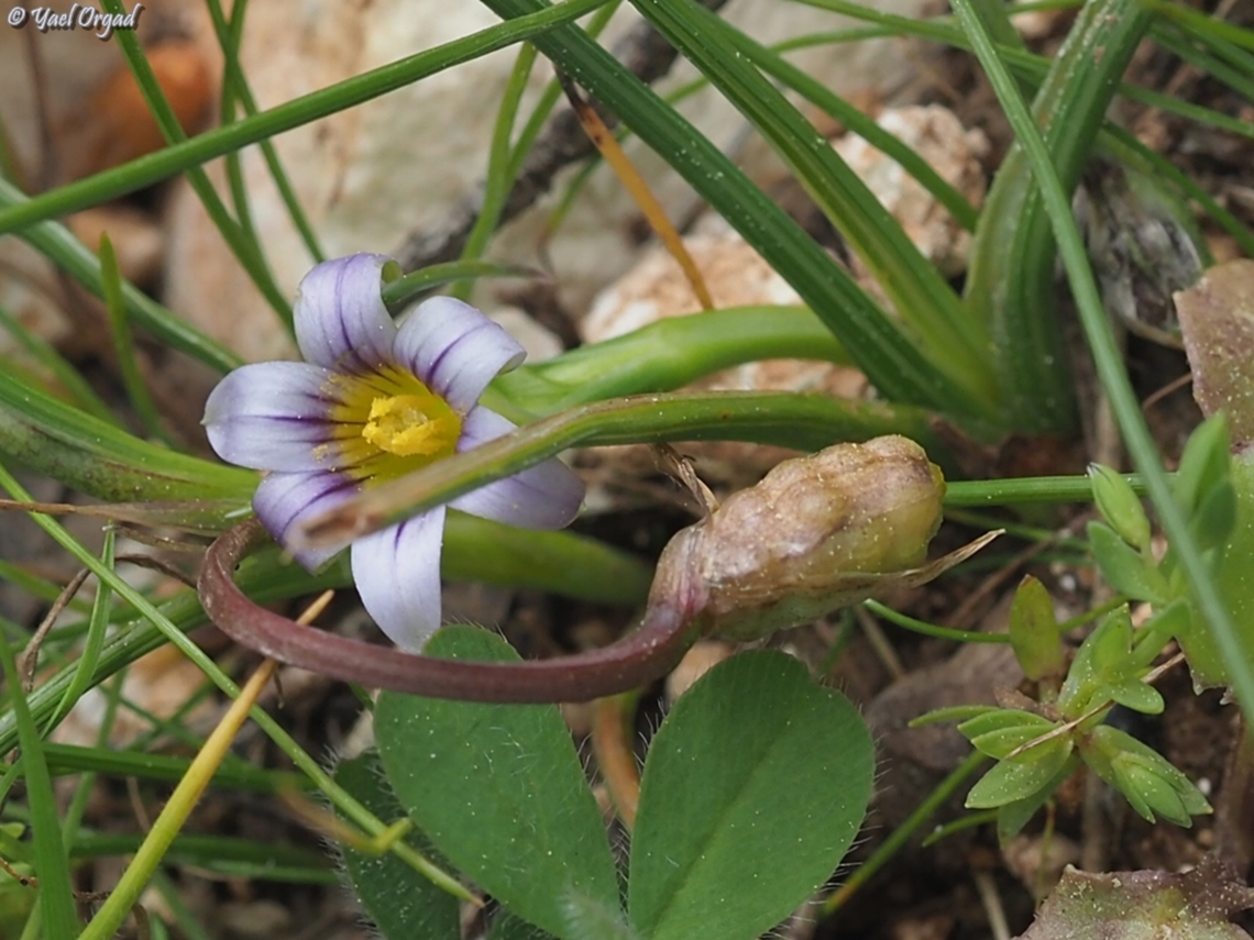 Romulea columnae  Dark veined Romulea,Geotagged,Israel,Romulea columnae,Winter
