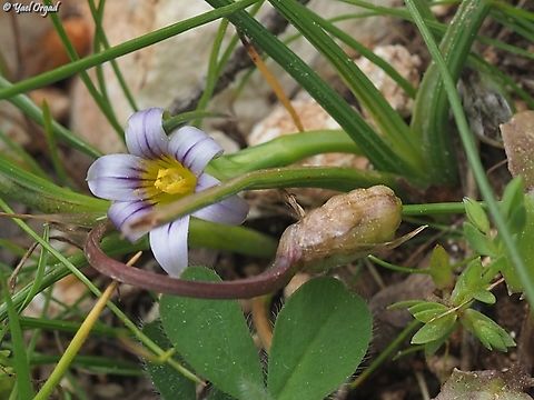 Romulea columnae  Dark veined Romulea,Geotagged,Israel,Romulea columnae,Winter