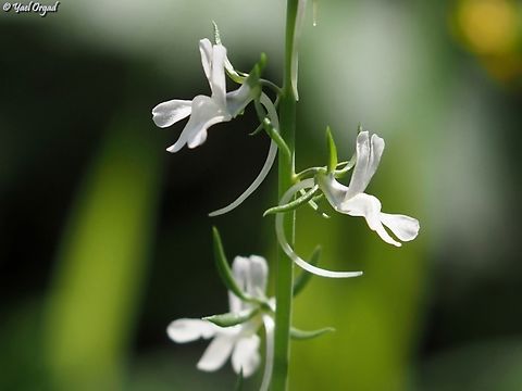 Linaria chalepensis such a delicate and beautiful flower, really a favorite of mine.  Geotagged,Israel,Linaria chalepensis,Mediterranean Toadflax,Winter