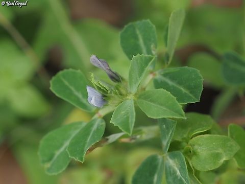 Trigonella berythea  Geotagged,Israel,Trigonella berythea,Winter