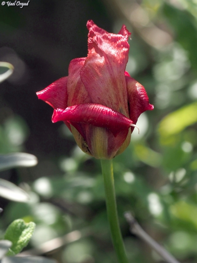 Tulipa agenensis  Eyed Tulip,Geotagged,Israel,Tulipa agenensis,Winter