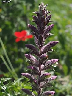 Acanthus syriacus  Acanthus syriacus,Geotagged,Israel,Winter