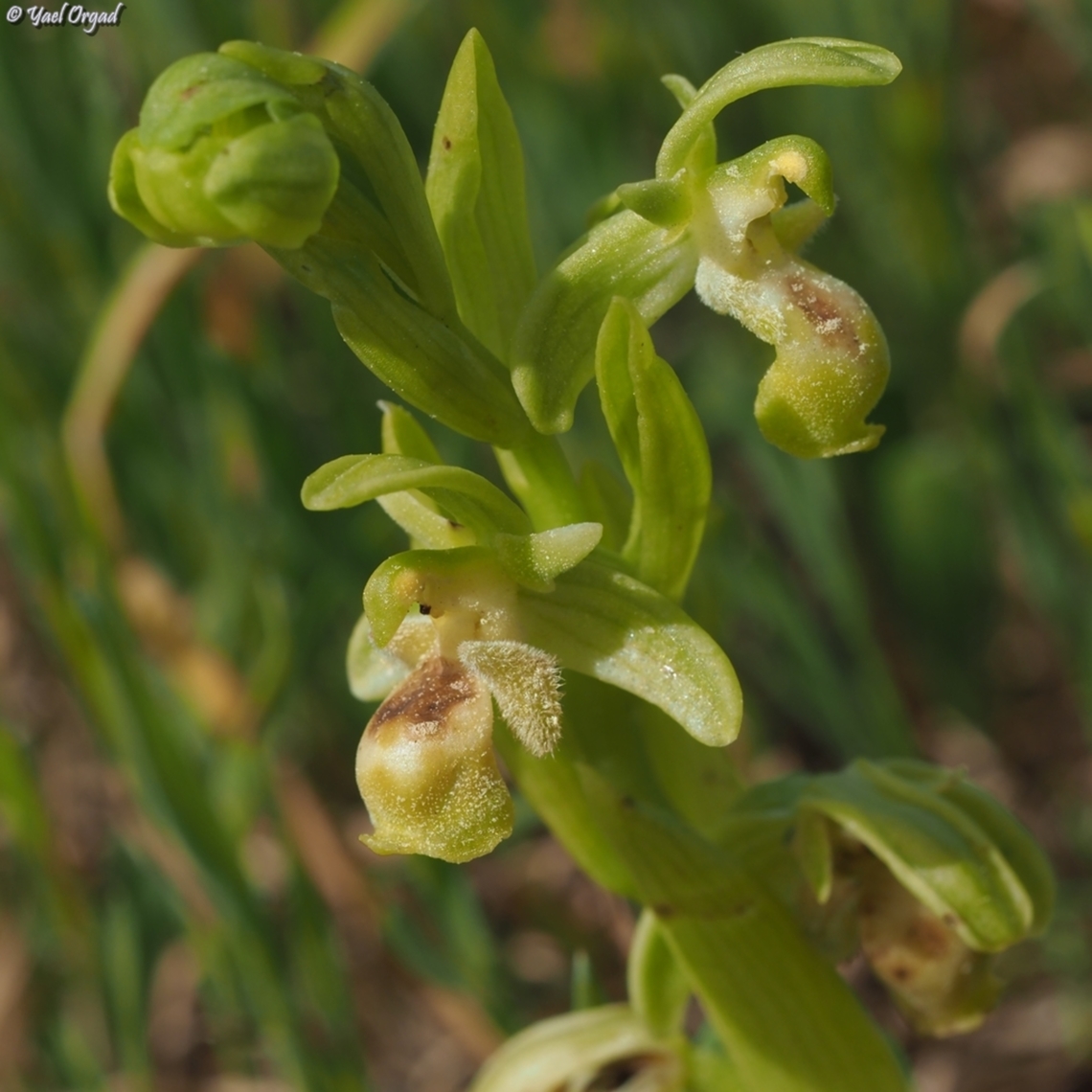 a hypochromic Ophrys umbilicata  Geotagged,Israel,Ophrys umbilicata,Winter