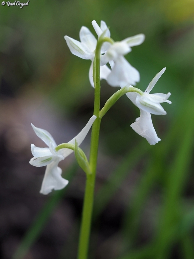Albino Orchis anatolica  Anatolian Orchid,Geotagged,Israel,Orchis anatolica,Winter