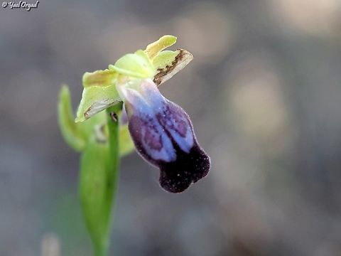 Ophrys iricolor  Geotagged,Israel,Ophrys iricolor,Winter