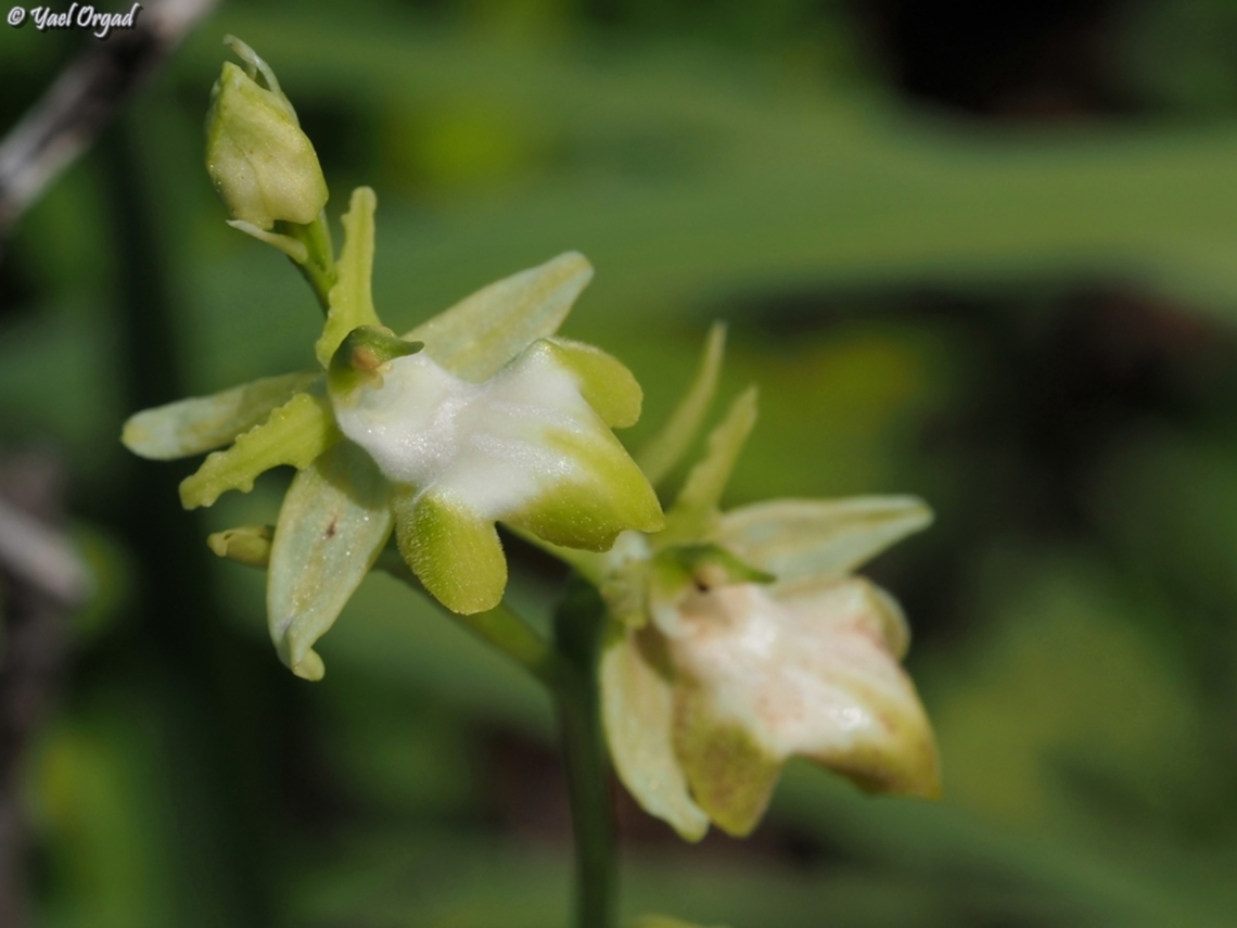 albino Ophrys sphegodes  Geotagged,Israel,Ophrys sphegodes,Winter