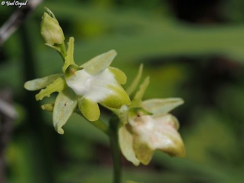 albino Ophrys sphegodes  Geotagged,Israel,Ophrys sphegodes,Winter