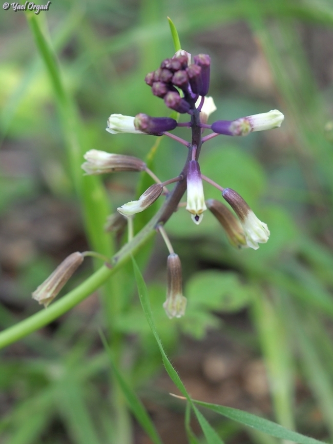 Bellevalia trifoliata  Bellevalia trifoliata,Geotagged,Israel,Three-Leaved Hyacinth,Winter