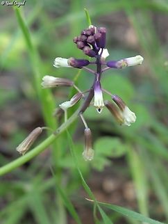 Bellevalia trifoliata  Bellevalia trifoliata,Geotagged,Israel,Three-Leaved Hyacinth,Winter