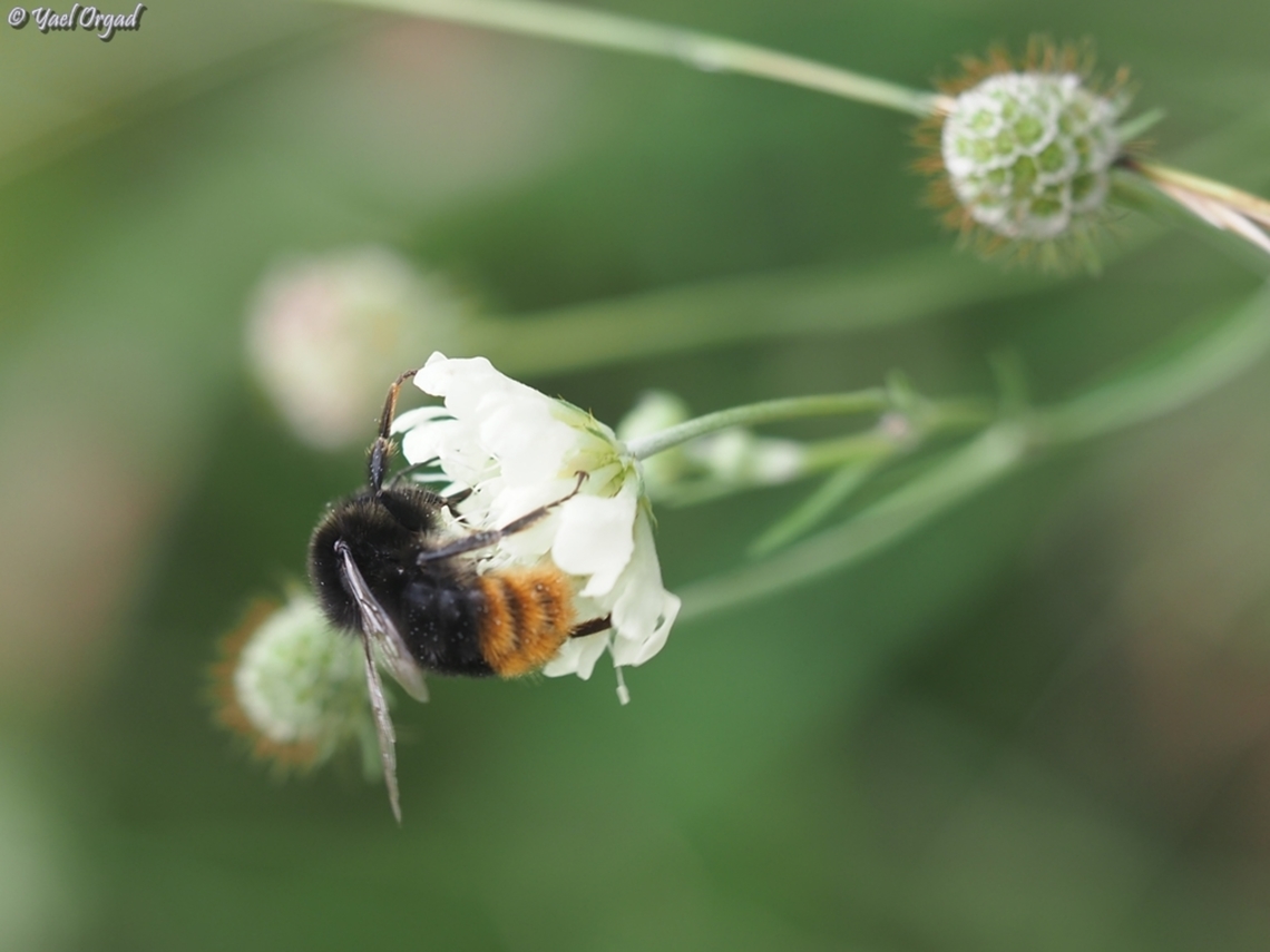 Bombus lapidarius  Austria,Bombus lapidarius,Geotagged,Red-tailed Bumble Bee,Summer