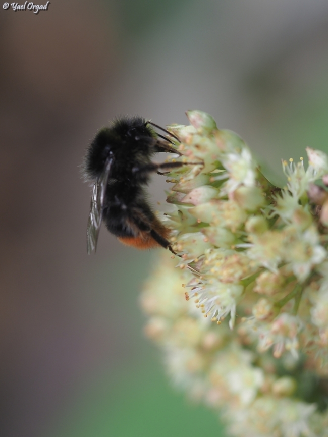 Bombus lapidarius  Austria,Bombus lapidarius,Geotagged,Red-tailed Bumble Bee,Summer