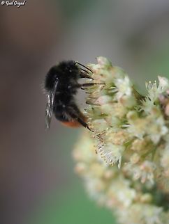 Bombus lapidarius  Austria,Bombus lapidarius,Geotagged,Red-tailed Bumble Bee,Summer