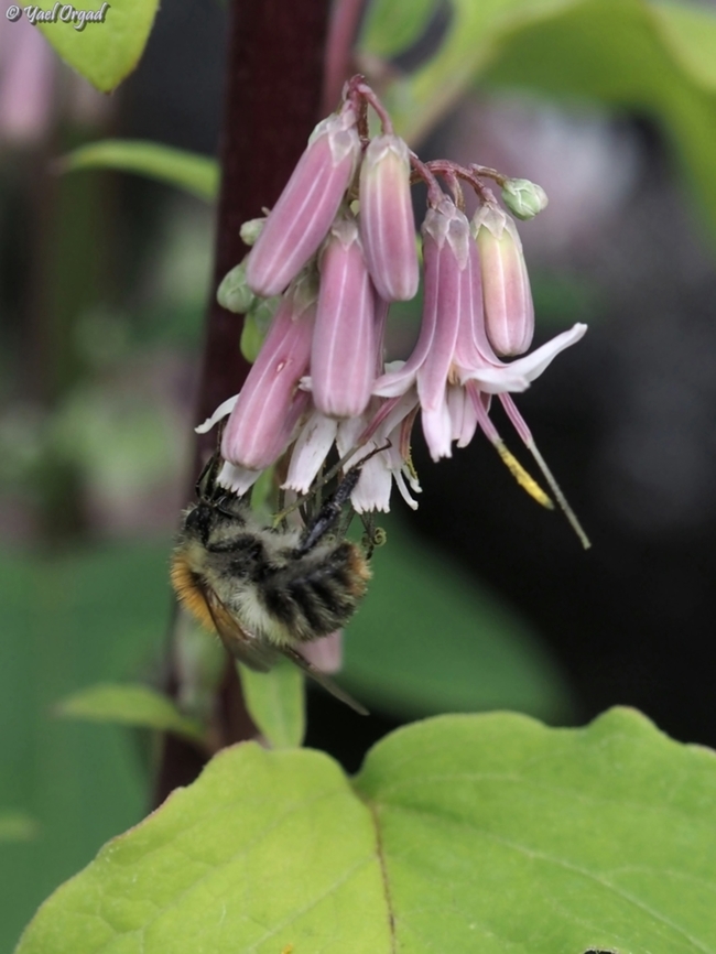 Bombus pascuorum  Austria,Bombus pascuorum,Common Carder Bee,Geotagged,Summer