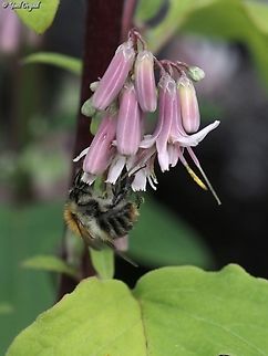 Bombus pascuorum  Austria,Bombus pascuorum,Common Carder Bee,Geotagged,Summer