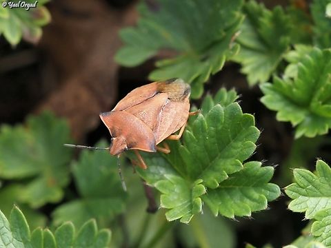 Carpocoris fuscispinus  Austria,Carpocoris fuscispinus,Geotagged,Summer
