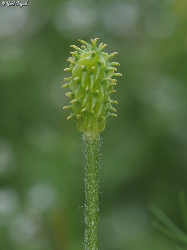 Ranunculus millefolius  Geotagged,Israel,Ranunculus millefolius,Winter