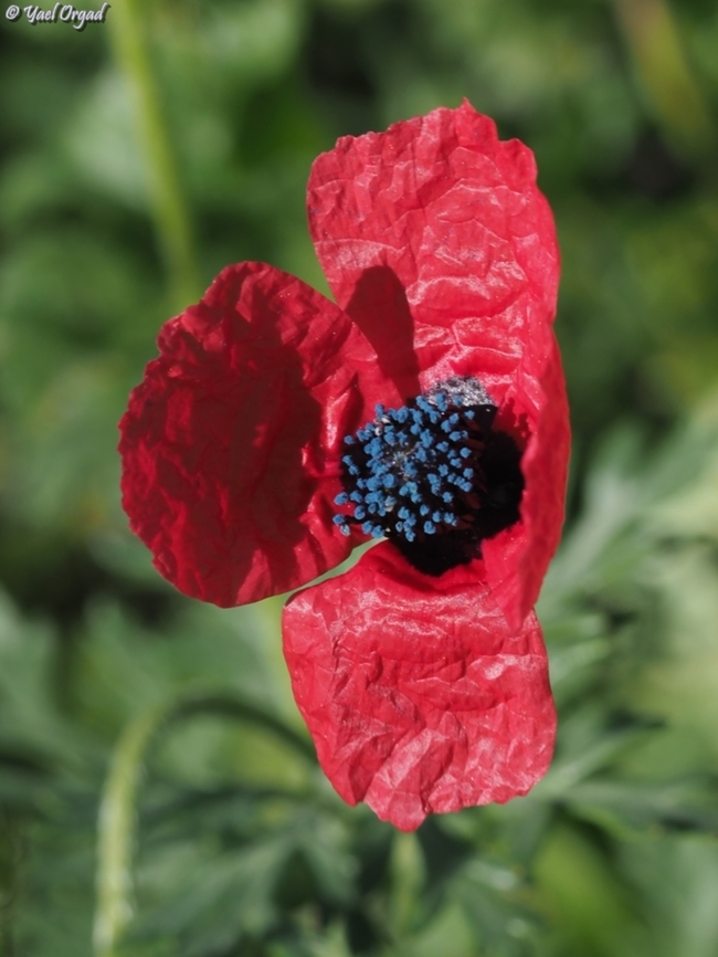 Papaver hybridum  Geotagged,Israel,Papaver hybridum,Sad poppy,Winter