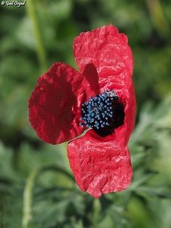 Papaver hybridum  Geotagged,Israel,Papaver hybridum,Sad poppy,Winter