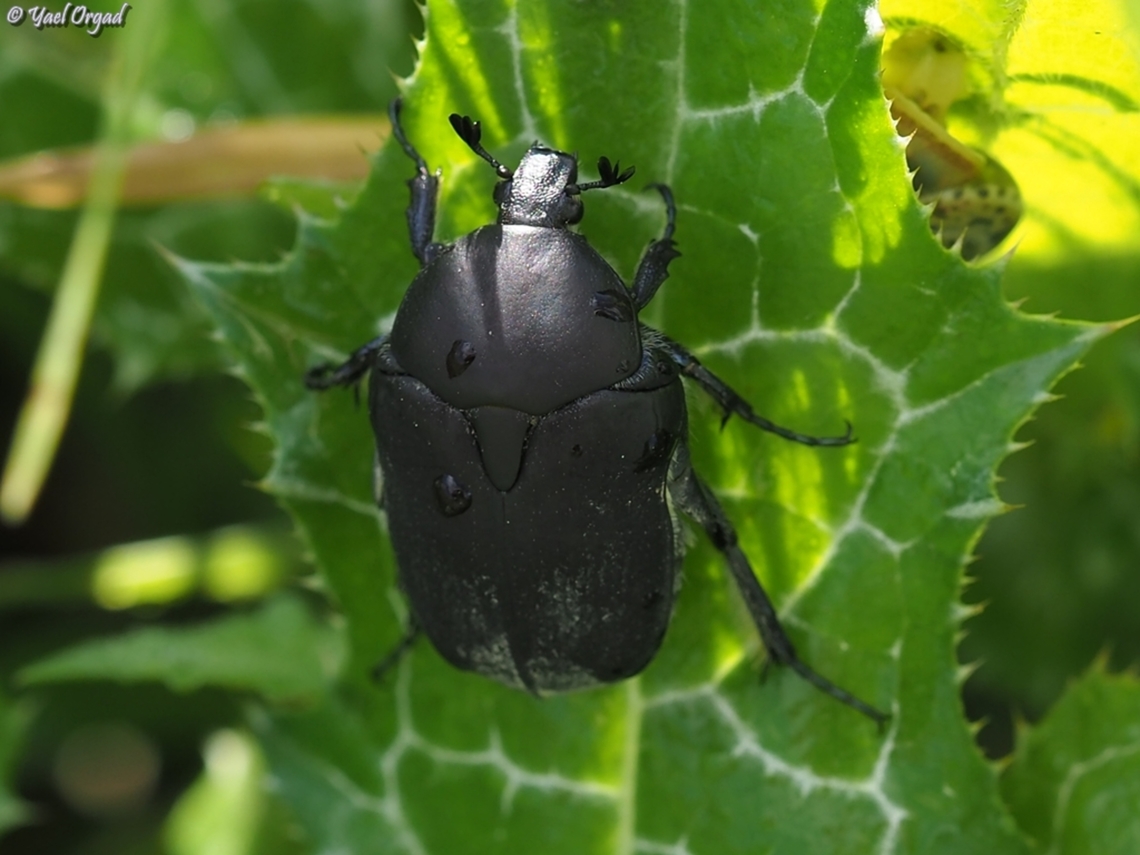 Protaetia afflicta  Geotagged,Israel,Protaetia afflicta,Winter