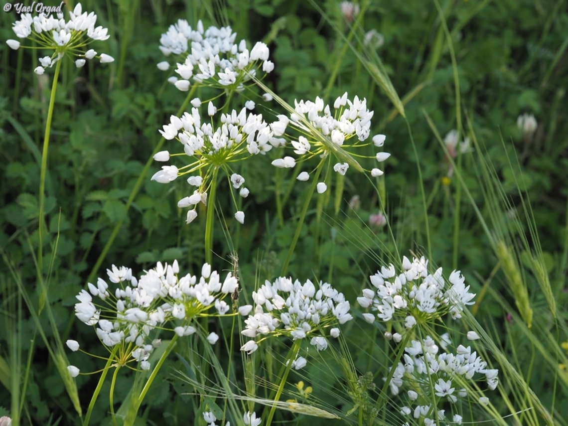 Allium palaestinum  Allium palaestinum,Geotagged,Israel,Winter