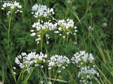 Allium palaestinum  Allium palaestinum,Geotagged,Israel,Winter