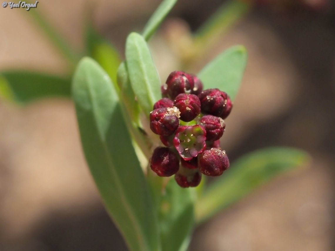 Corrigiola litoralis  Corrigiola litoralis,Geotagged,Israel,Spring